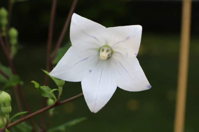 Pfahlwurzler 40 Bäume, Sträucher und Blumen mit einer Pfahlwurzel