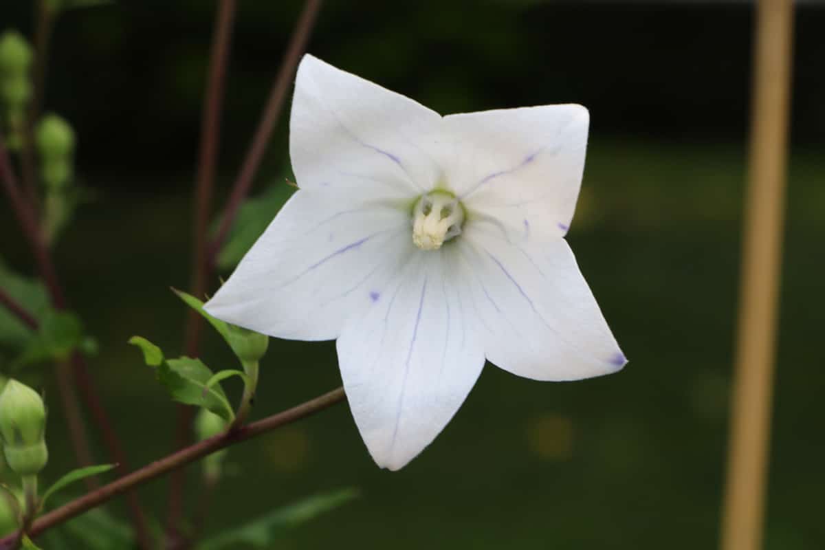 Ballonblume - Platycodon grandiflorus