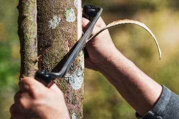 Baum Zum Absterben Bringen