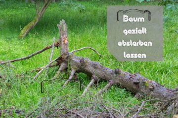 Bäume Eingehen Lassen