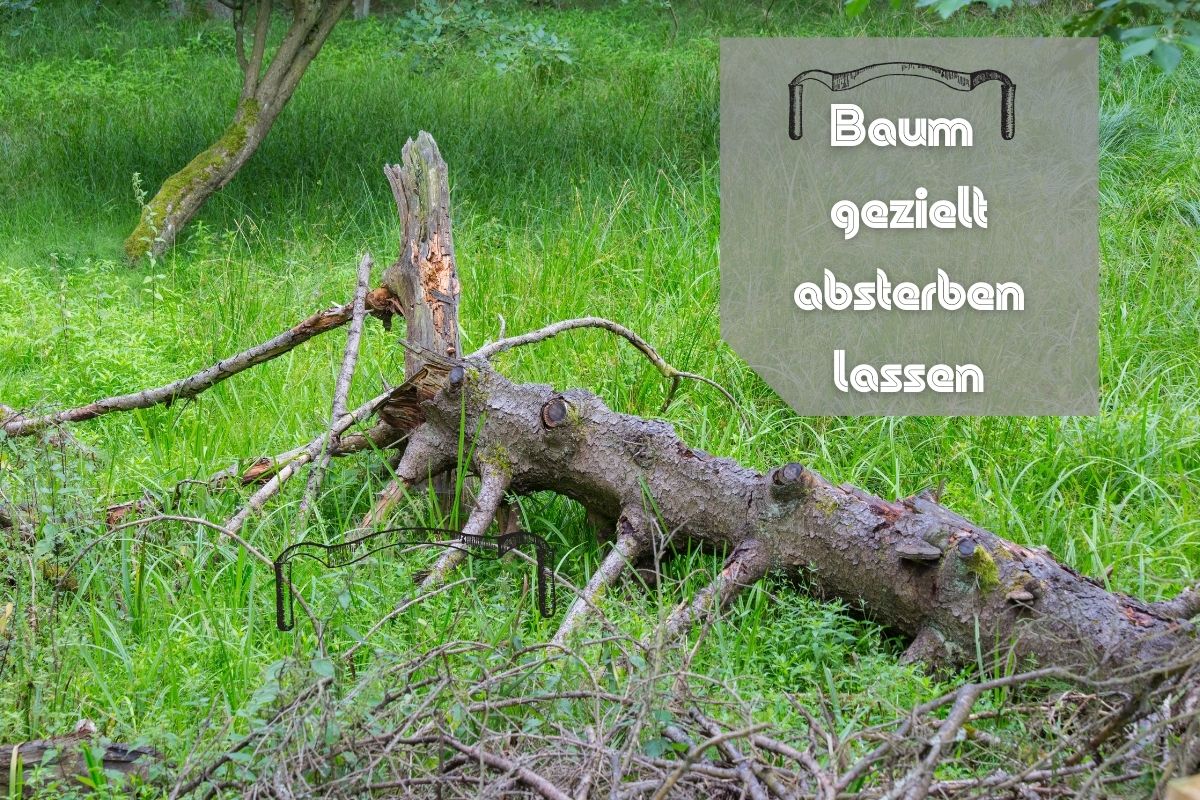 Baum absterben lassen - Toter Baum