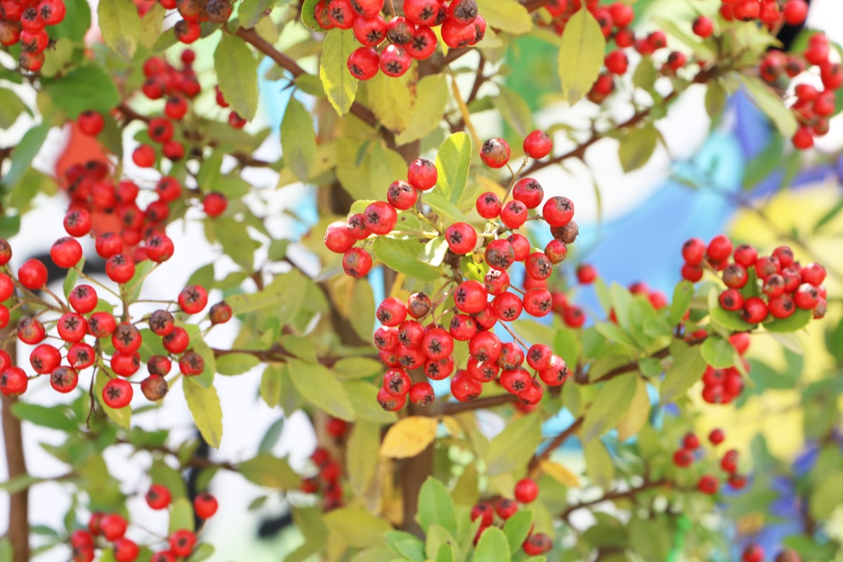 Feuerdorn - Pyracantha