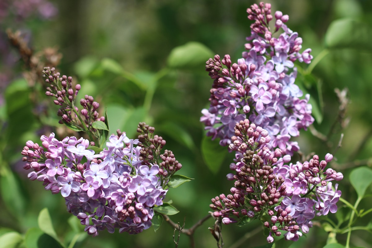 Flieder - Syringa