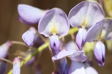 Ist Blauregen giftig? Ist die Berührung der Glyzinie gefährlich
