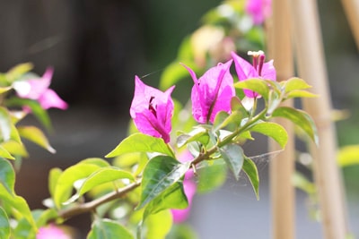 bougainvillea drillingsblume 