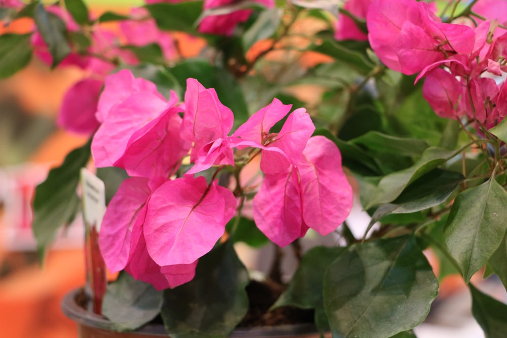 Bougainvillea blüht nicht