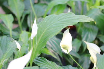 einblatt spathiphyllum 