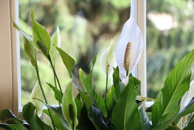 einblatt spathiphyllum