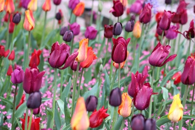 tulipa tulpen 