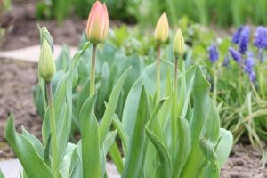 Tulpen Wann Bluhen