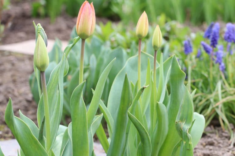 Blütezeit von Tulpen im Garten wann und wie lange blühen sie