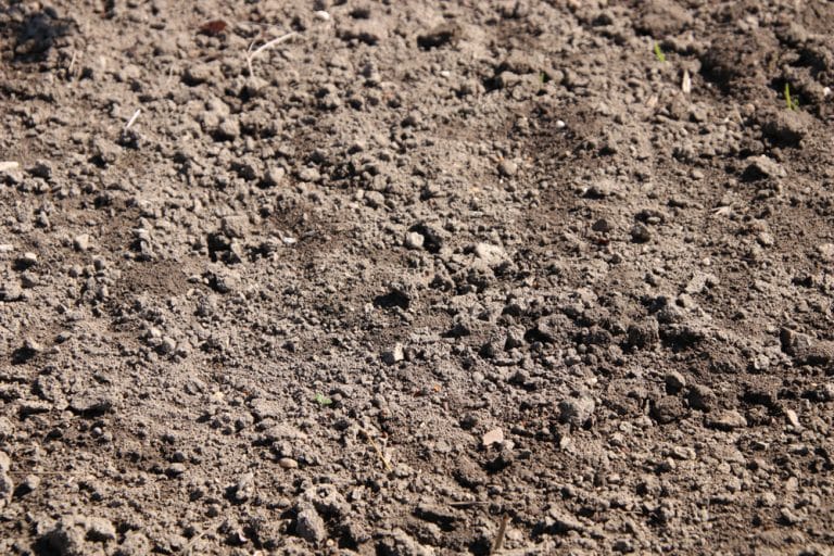 Saurer Boden ohne Torf so senken Sie den pHWert in der Erde Gartenrat.de