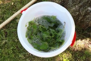 Himbeeren düngen 5 Hausmittel Kaffeesatz, Brennnesseljauche & Co
