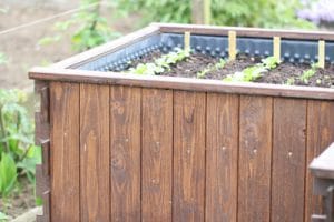 Erdbeeren pflanzen wann und wie? Infos für Garten, Hochbeet & Co