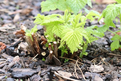 himbeeren rubus idaeus 