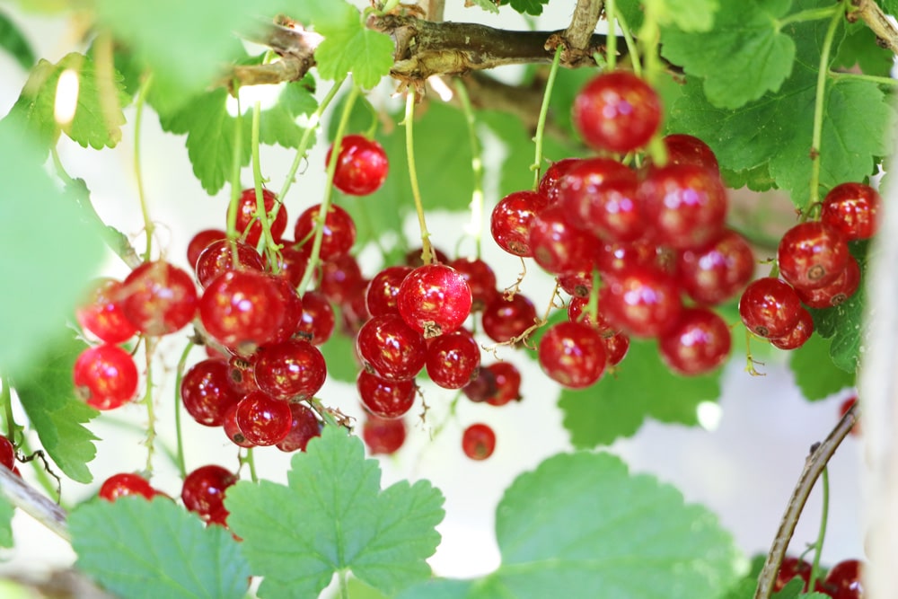 Johannisbeeren düngen, kein Kaffeesatz