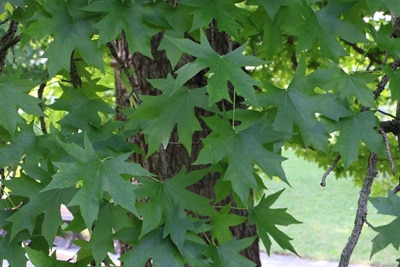 amerikanischer amberbaum liquidambar styraciflua 