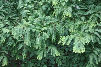 chinesisches rotholz urweltmammutbaum metasequoia glyptostroboides