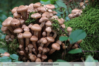 hallimasch armillaria mellea