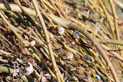 salix weide 