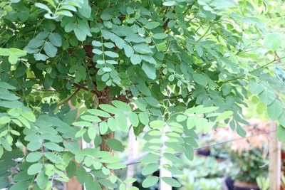 scheinakazie robinia pseudoacacia 