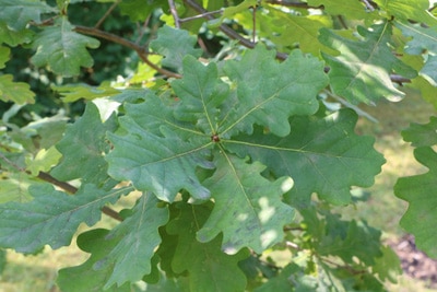 stieleiche quercus robur 