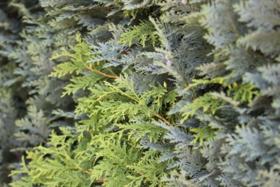 thuja lebensbaum 