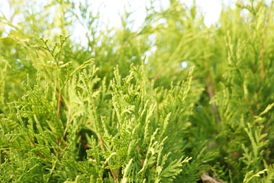 thuja occidentalis abendlaendischer lebensbaum 