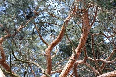 waldkiefer pinus sylvestris 