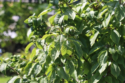 walnussbaum juglans regia 