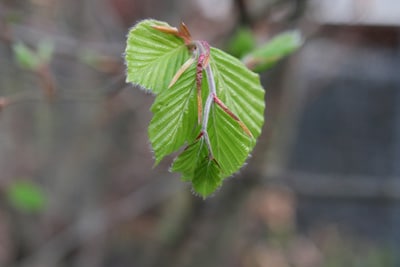 corylus avellana haselnuss 