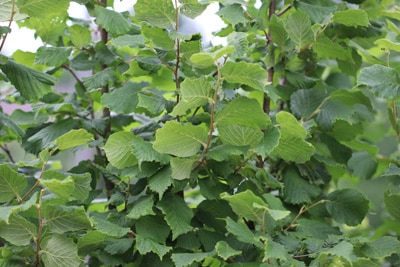 corylus avellana haselnuss 