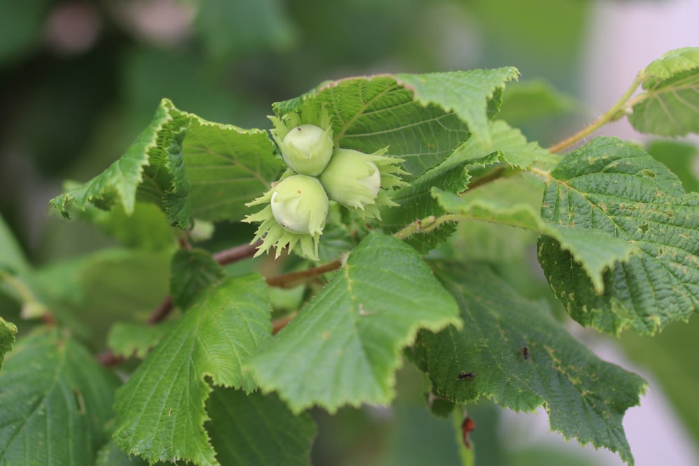 Haselnussstrauch - Corylus avellana