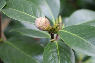 magnolie magnolia officialnis 