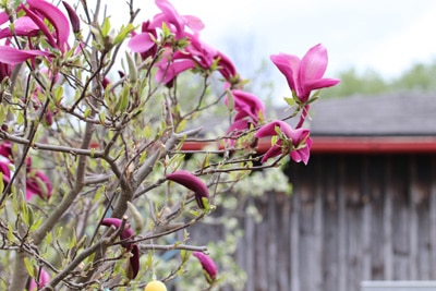 purpur magnolie magnolia liliiflora 