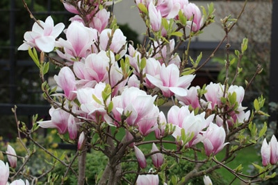 tulpen magnolie magnolia soulangiana 