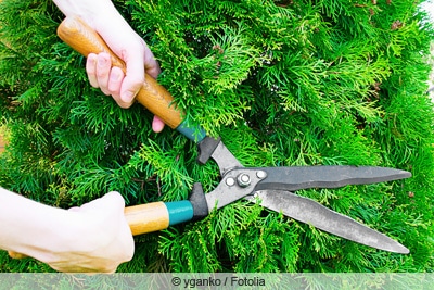 thuja hecke schneiden gartenschere