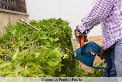 thuja hecke entfernen kettensaege