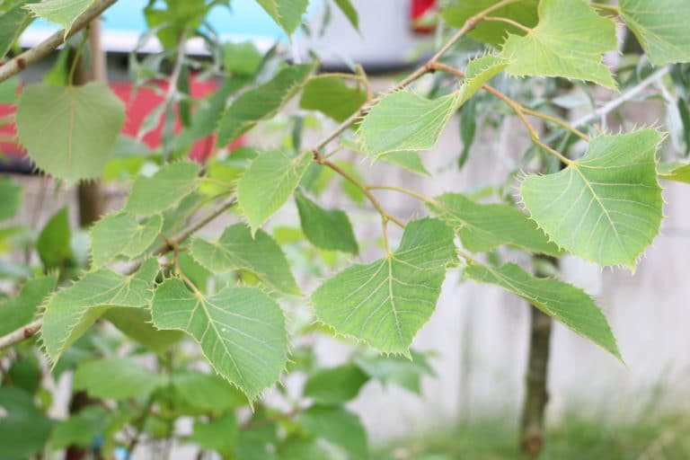 Pfahlwurzler 40 Bäume, Sträucher und Blumen mit einer Pfahlwurzel