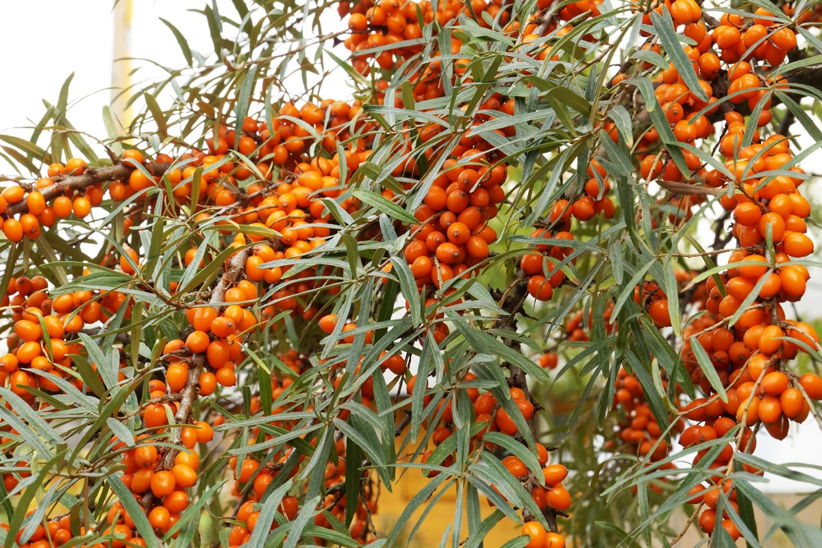 Sanddorn - Hippophae Rhamoides