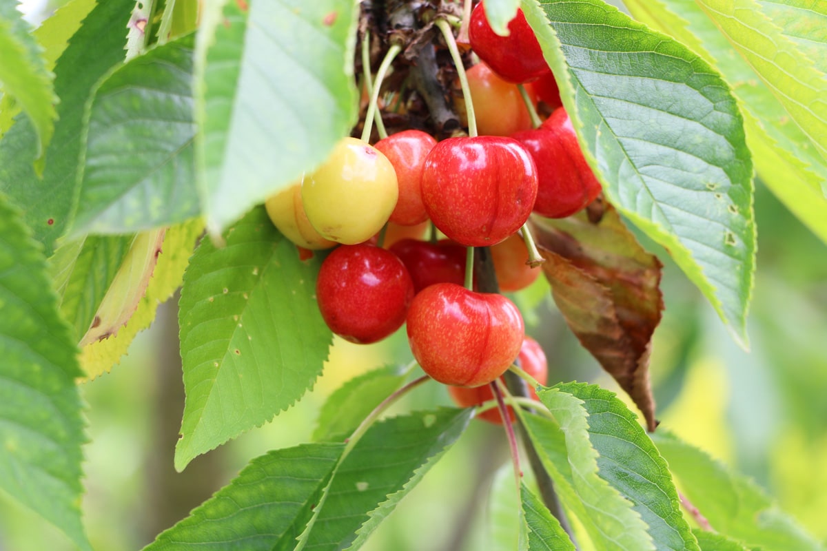 Süßkirsche - Prunus avium