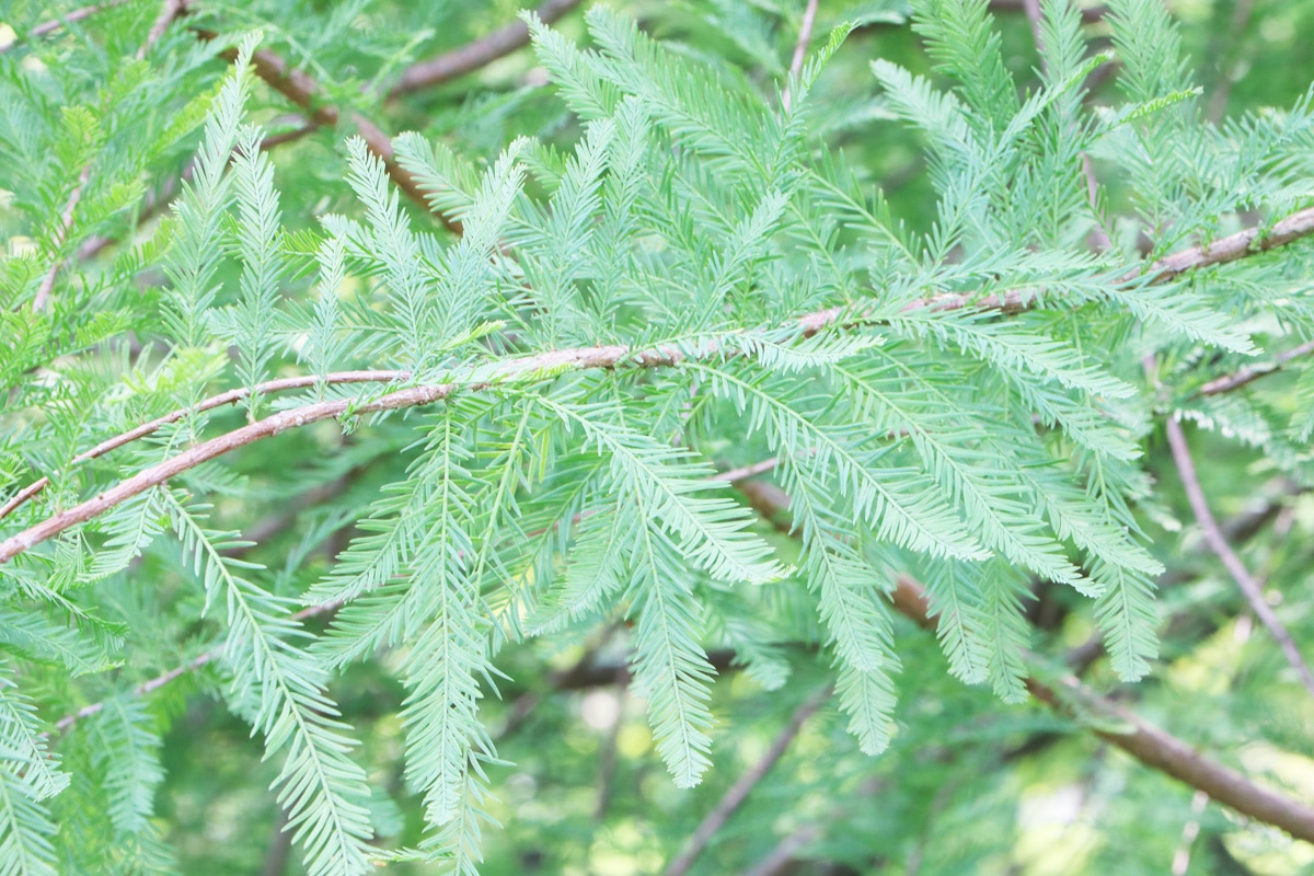 Sumpfzypresse - Taxodium distichum