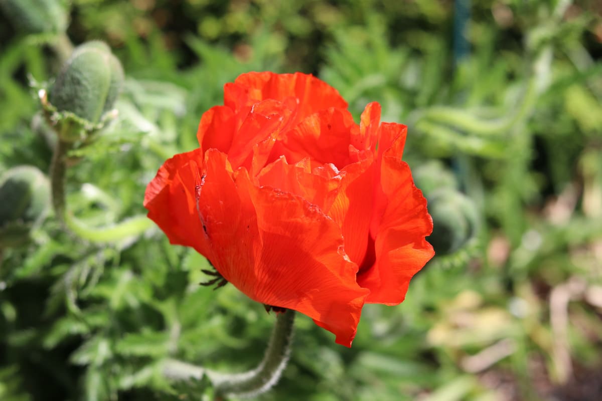 Mohn - Pfahlwurzler