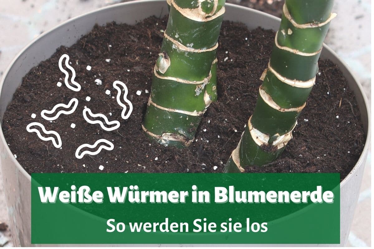 Weiße Würmer in der Blumenerde