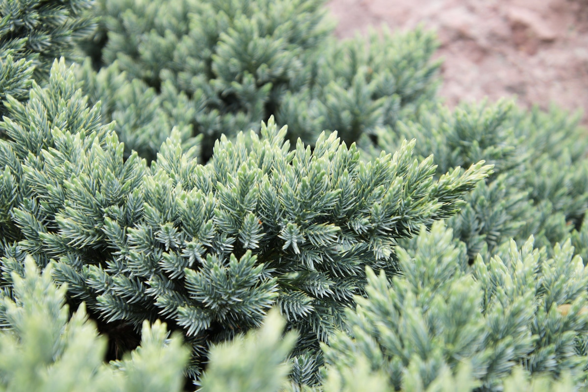 Zwerg-Wacholder - Juniperus squamata 'Blue Star'