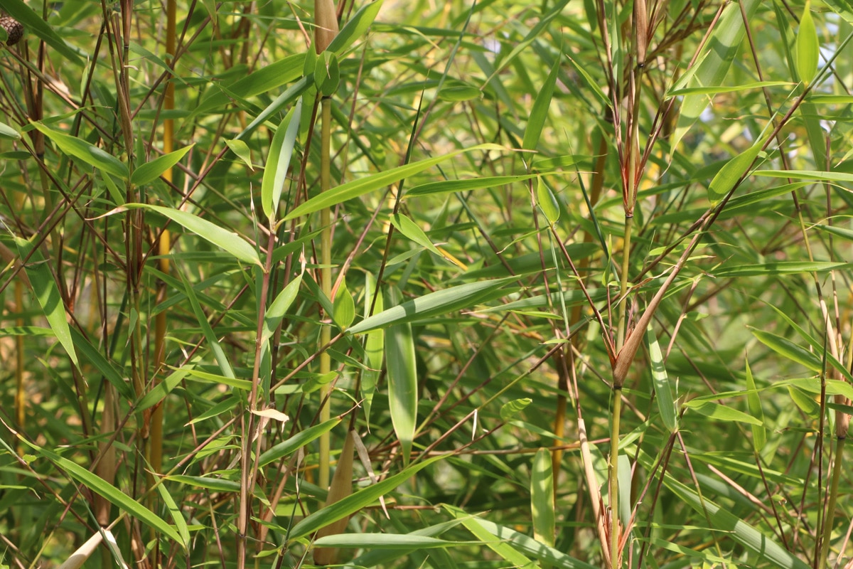 Wie schnell wächst Bambus - Fargesia robusta 'Campbell'