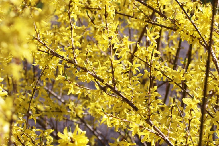 20 ideale blühende Sträucher als Sichtschutz Gartenrat.de