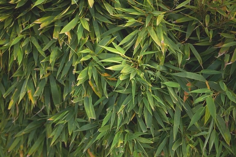 Wie schnell wächst Bambus? Wachstum am Tag in cm Gartenrat.de