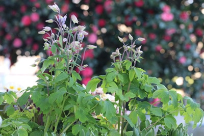 akelei aquilegia 