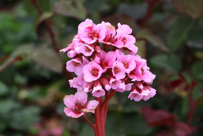 Bergenie - Bergenia